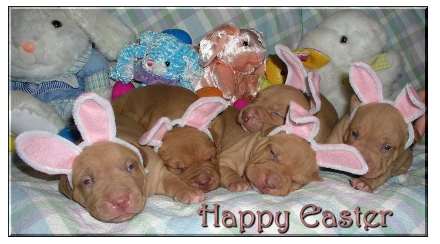The image &ldquo;http://www.allhatnocattle.net/happy_easter.jpg&rdquo; cannot be displayed, because it contains errors.