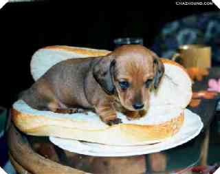 Image hotlink - 'http://www.allhatnocattle.net/hotdog.jpg'